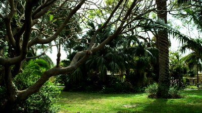 Tree trimming