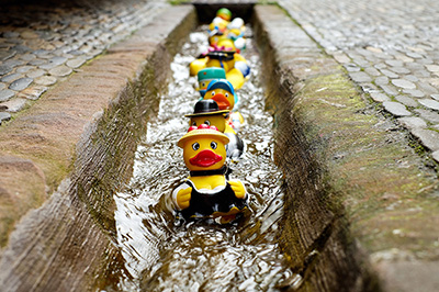 Ducks in the plumbing