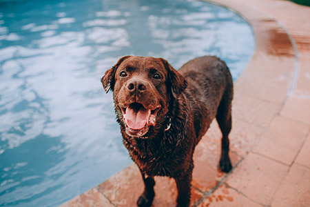 Pet proof your plumbing