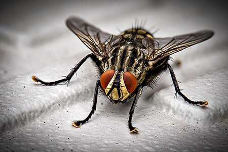 Getting rid of plumbing flies